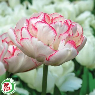 Wild Romance Tulip Thumbnail
